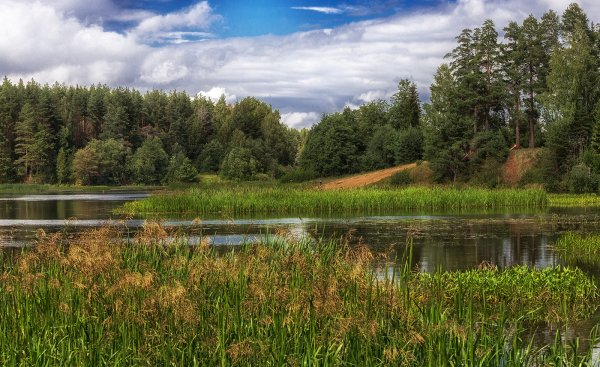 Природа Костромской области