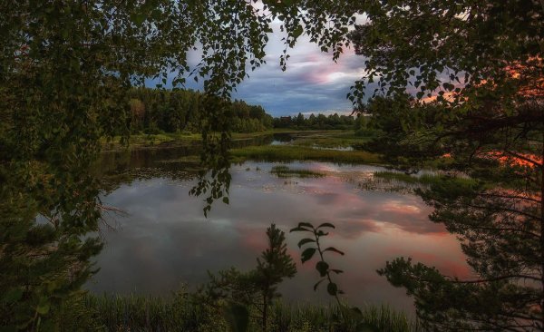 Природа Костромы и Костромской области