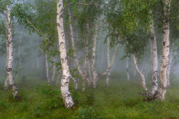 Андрей Шиндлер березовый лес