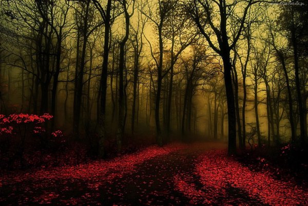 Мрачный лес