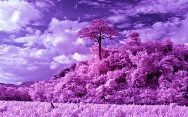 Фиолетовая природа