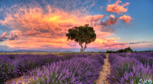 Тоскана Лавандовые поля