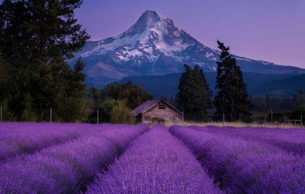Лаванда Горная Швейцария