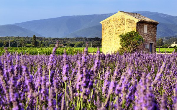 Дорога в цветочном поле