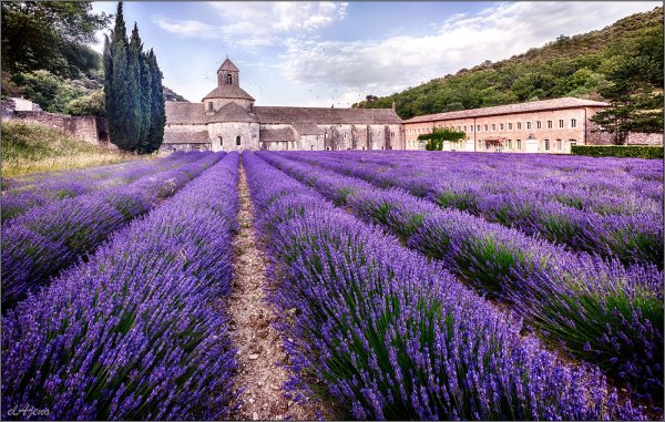 Лаванда Эсмеральда