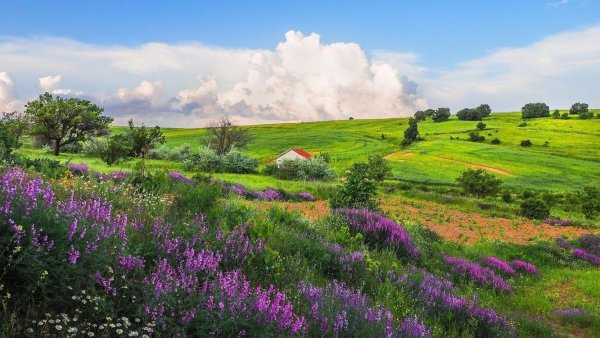 Поля лаванды в Провансе