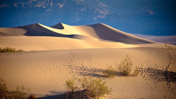 Пустыня Барханы Оазис