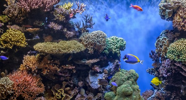 Сафага рифы