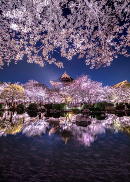 Цветение Сакуры в Китае