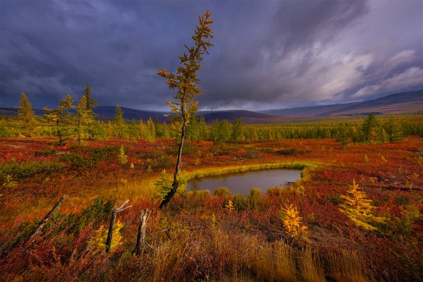Тундра осенью Салехард