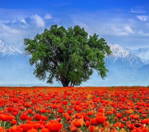 Казахстан природа