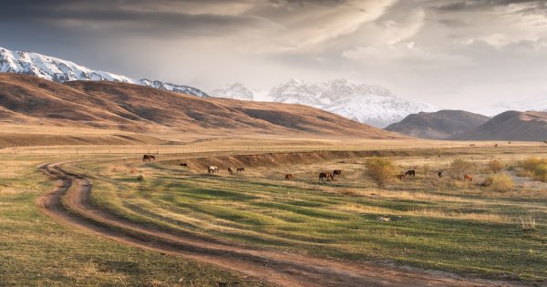 Текес Казахстан