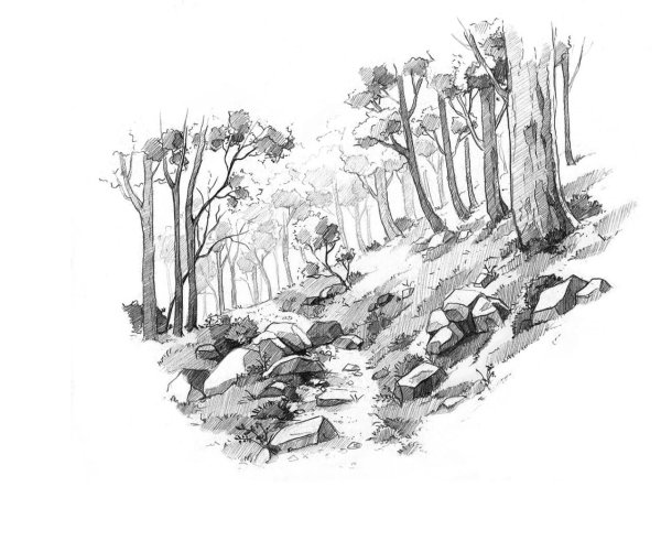 Зарисовки леса