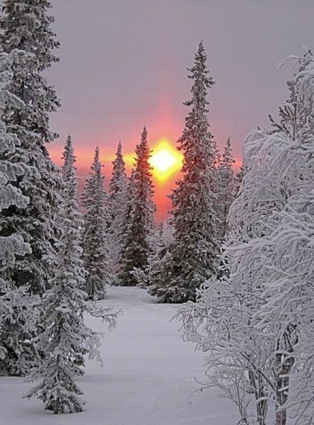 Дона Гелсингер художница