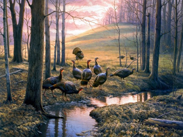 Художник-анималист Greg Alexander