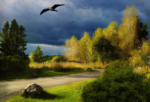 Природа лес птицы