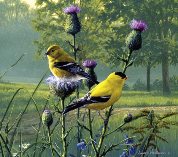 Художник James Hautman