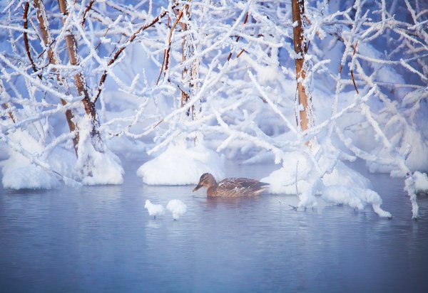 Зимний пейзаж вода
