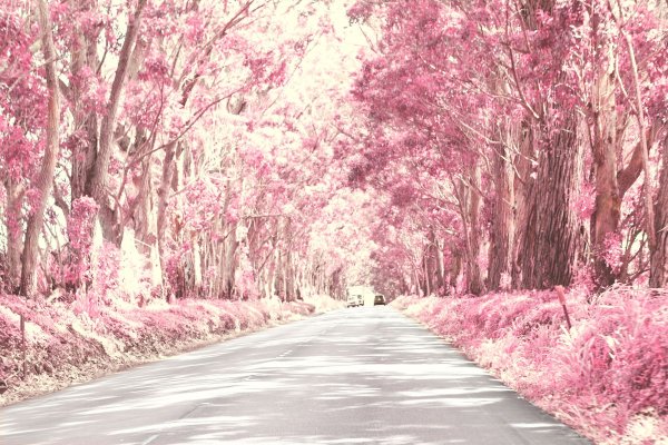 Розовый лес