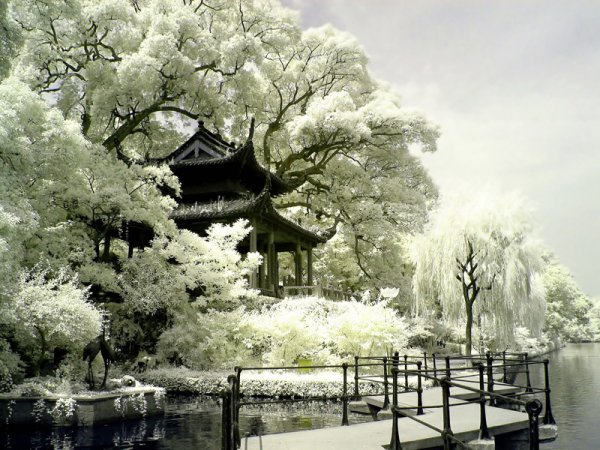 Японский сад зимой туман