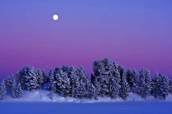 Зимний лес ночью