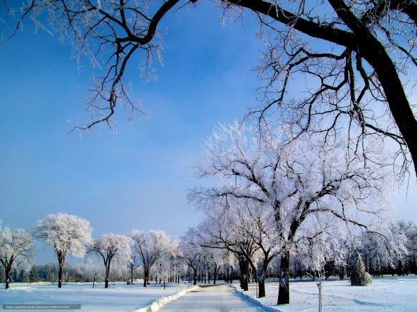Зима парк деревья