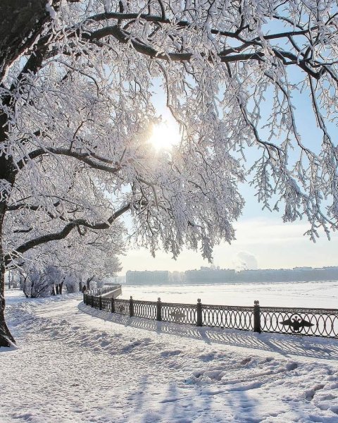 Деревья зимой