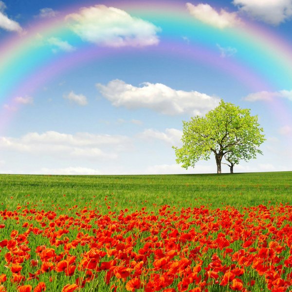 Цветы радуги