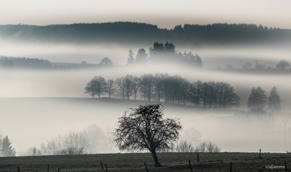 Мрачное озеро туман
