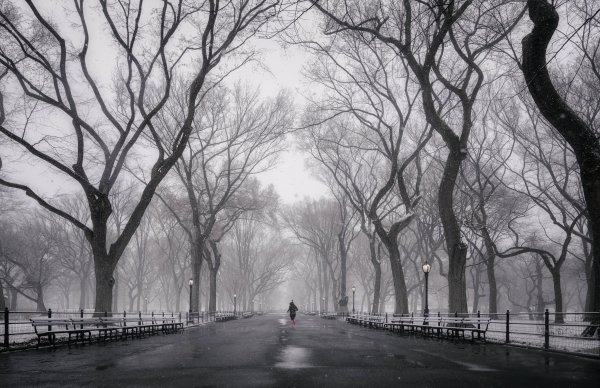 Дождливый туманный парк