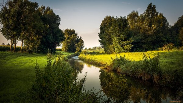 Березовая роща Ярославль