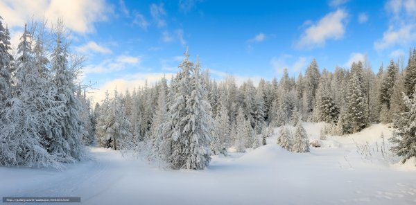 Панорама зимнего леса