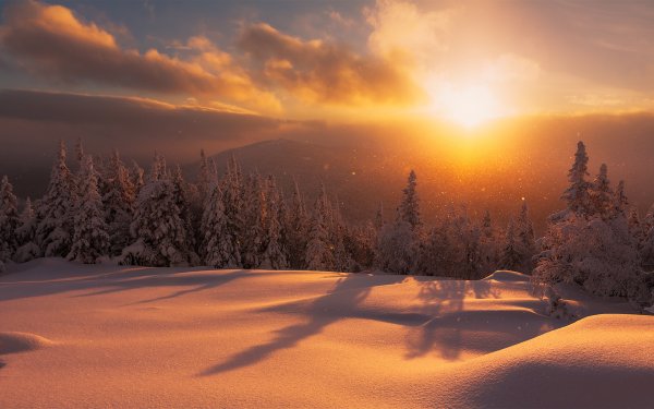 Рассвет в лесу зимой