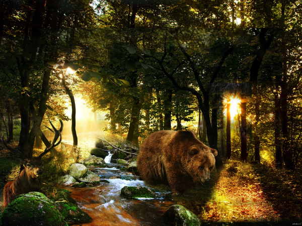 Лес с животными