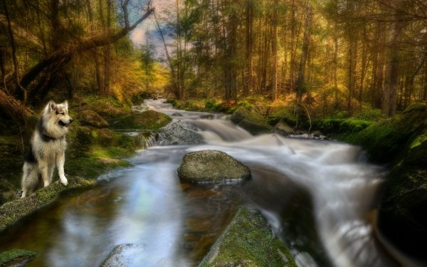 Красивые пейзажи с животными