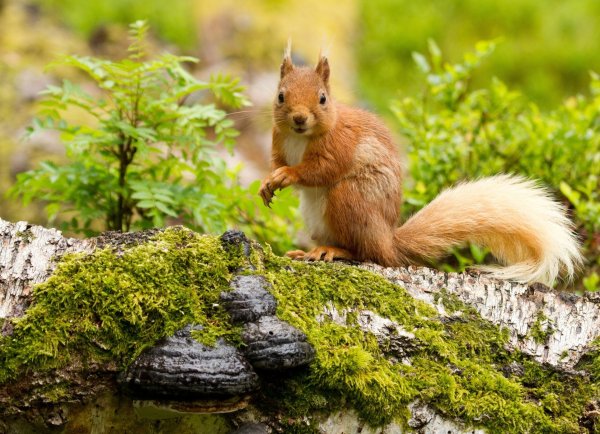Пейзаж с животными