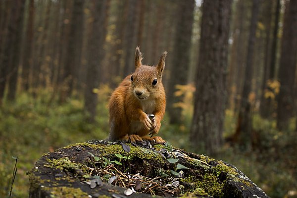 Пейзажи природы с животными