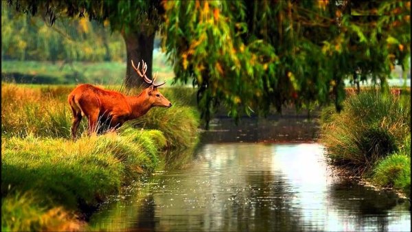 Звери в лесу