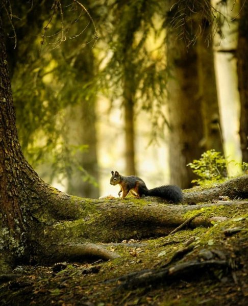 Обитатели сказочного леса