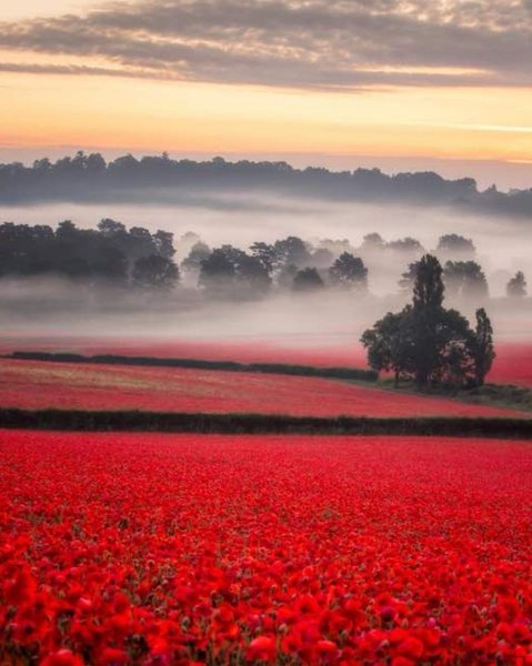 Лес с красными листьями