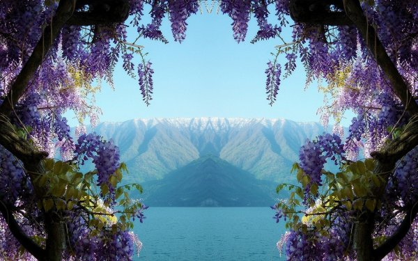 Цветущая Глициния в Италии