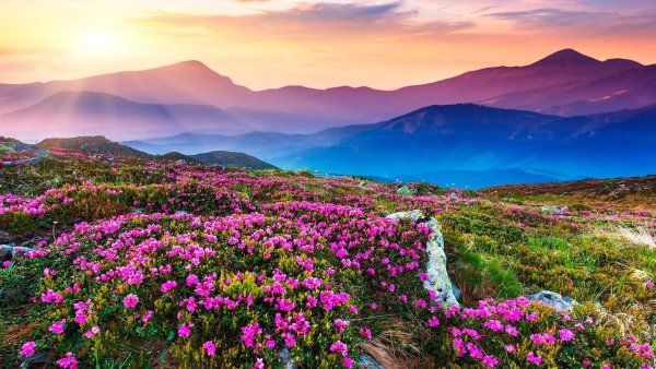 Долина цветов в Индии