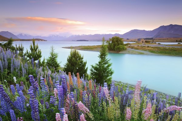 Озеро Текапо (Lake Tekapo)