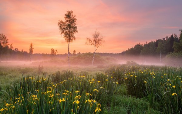 Утро природа