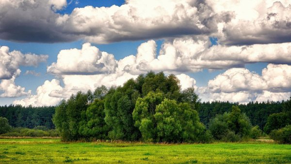 Лохин остров сосна