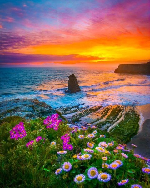 Мыс Фиолент маки