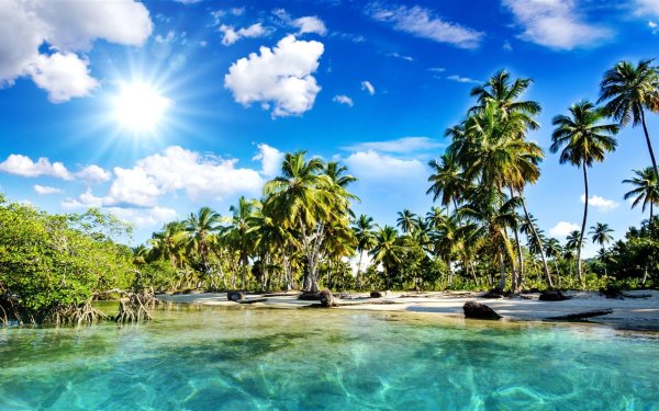 Море пальмы