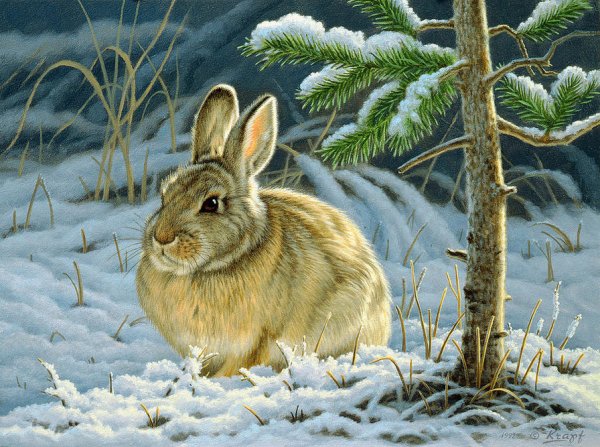 Картины анималистов заяц Беляк