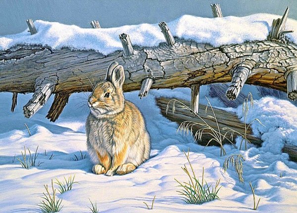 Пауль Крапф заяц