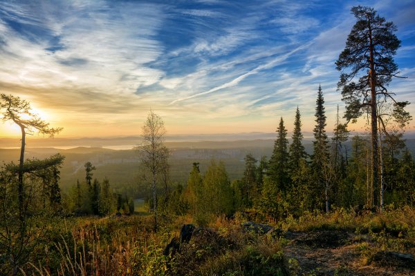Кольский полуостров лес